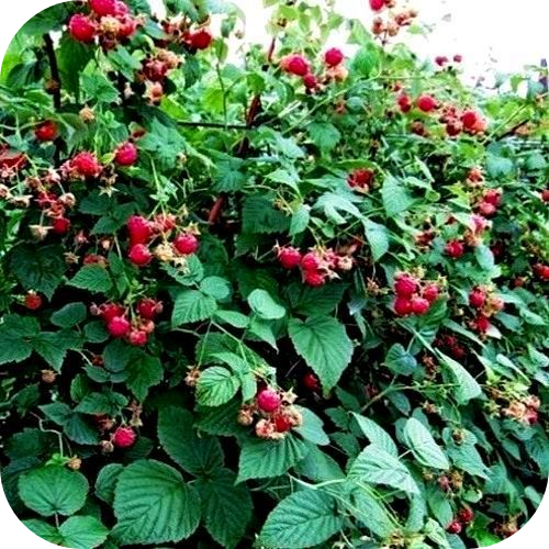Саженцы Малины "Луч" > цена,  фото